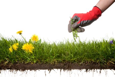 5 Signs Your Lawn Needs Professional Weed Control Thumbnail