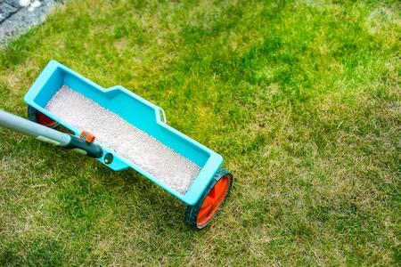 Top Summer Lawn Problems in Austin and How to Prevent Them Thumbnail