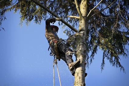Tree Trimming